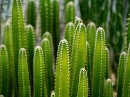 dichtbij omhoog groen hoog van cactus fabriek met vervagen achtergrond. foto