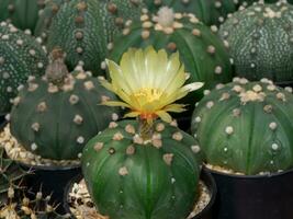 dichtbij omhoog van cactus fabriek met klein bloem. foto