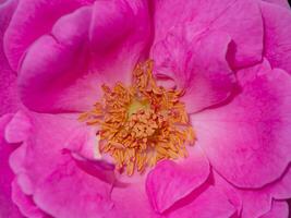 dichtbij omhoog stuifmeel van roze roos bloem achtergrond. foto