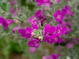 dichtbij omhoog as plant, barometer borstel, Purper verstandig, Texas boswachter bloem met bladeren. foto