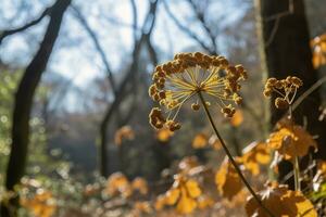 ai gegenereerd droog bloemen in de Woud detailopname. herfst achtergrond foto