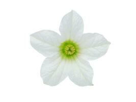 dichtbij omhoog wit klimop kalebas bloem Aan wit achtergrond. foto