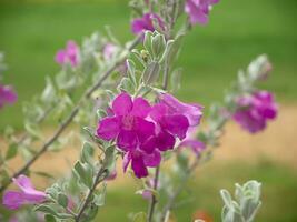 dichtbij omhoog as plant, barometer borstel, Purper verstandig, Texas boswachter bloem met bladeren. foto