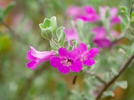 dichtbij omhoog as plant, barometer borstel, Purper verstandig, Texas boswachter bloem met bladeren. foto