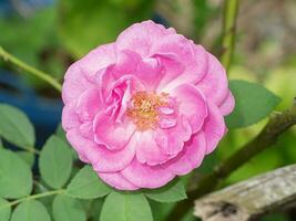 dichtbij omhoog roze roos bloem met vervagen achtergrond. foto