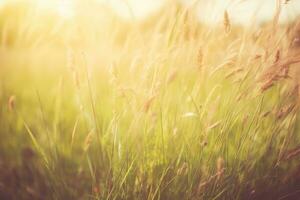 ai gegenereerd aartjes in de licht van de instelling zon detailopname, zomer achtergrond. ai gegenereerd foto