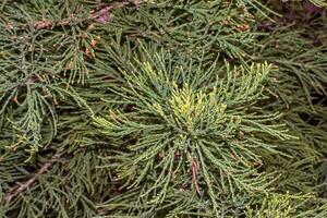 voorjaar gebladerte van de reusachtig sequoia of reusachtig mahonie in Latijns sequoiadendron gigantisch. foto