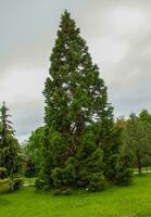 voorjaar gebladerte van de reusachtig sequoia of reusachtig mahonie in Latijns sequoiadendron gigantisch. foto