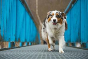 angstig uitdrukking van een Australisch herder puppy wandelen aan de overkant een lek brug. de gebrek van zelfvertrouwen van een hond. behandeling een kritiek moment foto