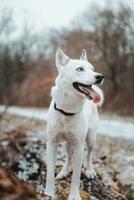 wit Siberisch schor prinses resting Aan een groot gedaald boom en poseren voor de camera. glimlach van vrouw hond van mooi hoor het weer. ostrava, Tsjechisch republiek foto