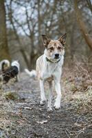 portret van een wit en bruin hond rennen buiten. rennen in de wild grappig keer bekeken van vierpotig huisdieren foto