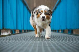 angstig uitdrukking van een Australisch herder puppy wandelen aan de overkant een lek brug. de gebrek van zelfvertrouwen van een hond. behandeling een kritiek moment foto