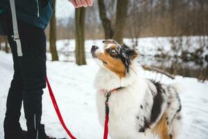 eigenaar gooit behandelt naar zijn vierpotig het beste vriend Australisch herder gedurende een ijzig winter. de geluk van voedsel foto