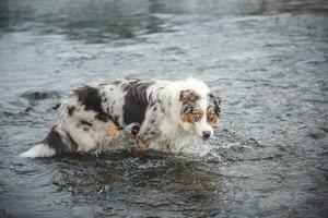 portret van Australisch herder puppy het baden in water in beskydy bergen, Tsjechisch republiek. genieten van de water en op zoek voor zijn meester foto