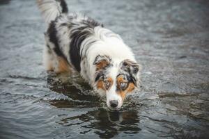 portret van Australisch herder puppy het baden in water in beskydy bergen, Tsjechisch republiek. genieten van de water en op zoek voor zijn meester foto