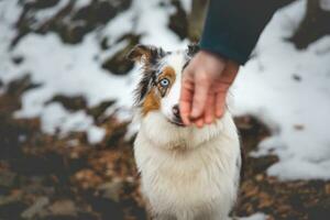 portret van een Australisch herder puppy zittend in de sneeuw in beskydy bergen, Tsjechisch republiek. visie van hond Aan zijn eigenaar en beleefd aan het wachten foto