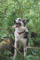 zwart en wit hybride husky-malamute genieten van zijn blijven in een bos- milieu gedekt met beer knoflook. verschillend uitdrukkingen van de hond. vrijheid voor huisdier foto