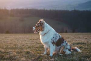 portret van een Australisch herder puppy met glimlachen gezicht Bij zonsondergang Aan top van een berg in beskydy bergen, Tsjechisch republiek foto