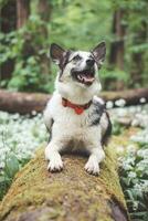 zwart en wit hybride husky-malamute genieten van zijn blijven in een bos- milieu gedekt met beer knoflook. verschillend uitdrukkingen van de hond. vrijheid voor huisdier foto