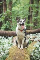 zwart en wit hybride husky-malamute genieten van zijn blijven in een bos- milieu gedekt met beer knoflook. verschillend uitdrukkingen van de hond. vrijheid voor huisdier foto