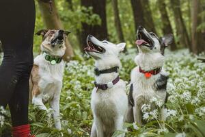 hond familie horloges hun eigenaar naar zien als hij druppels ieder snacks voor hun buikjes. grappig uitdrukkingen van aan het wachten honden in een Woud milieu foto