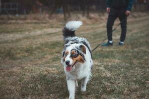 jong cynoloog, een hond trainer treinen een vierpotig huisdier Australisch herder in eenvoudig commando's gebruik makend van behandelt. liefde tussen hond en menselijk. schattigheid foto