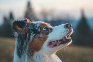 portret van een Australisch herder puppy met glimlachen gezicht Bij zonsondergang Aan top van een berg in beskydy bergen, Tsjechisch republiek foto