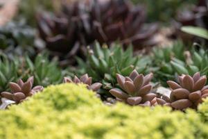 allerlei kleine en mooie vetplanten foto