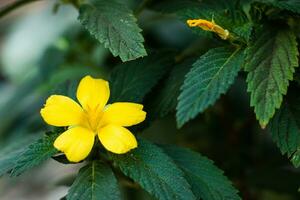 damiana bloemen of turnera diffuus zijn mooi geel bloeiend planten en zijn gebruikt net zo kruiden geneeskunde foto