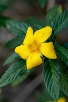 damiana bloemen of turnera diffuus zijn mooi geel bloeiend planten en zijn gebruikt net zo kruiden geneeskunde foto