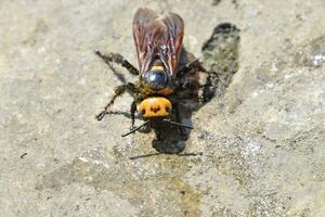 megascolia maculata. de mammoet- wesp. foto