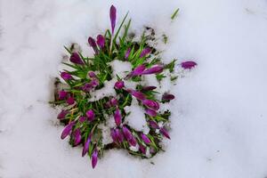 vroeg voorjaar Purper krokus in sneeuw foto