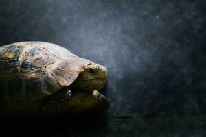 wild schildpadden in de regent. foto