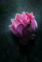 bloeiend lotus bloem in de regent. foto
