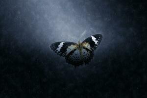 vlinder zijn vliegend in de regent. foto