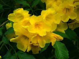tecoma stans of geel trompetstruik bloem. foto