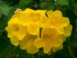 tecoma stans of geel trompetstruik bloem. foto