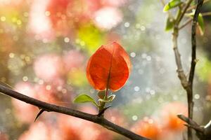 bougainvillea bloem licht Aan vervagen achtergrond foto