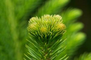 araucaria heterophylla - norfolk eiland pijnboom macro foto