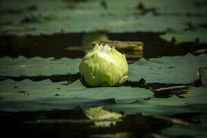 groen lotus bloem. foto