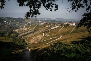 landschappen van de piemontese langhe. de wijngaarden van serralunga d'alba in de herfst van 2023, direct na de druif oogst foto