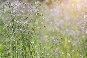 paars bloem gras met zonlicht. foto