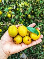 een persoon Holding een bundel van geel fruit foto