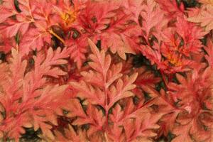 abstract van rood bladeren goudsbloem achtergrond. foto