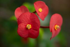 dichtbij omhoog bloem Aan vervagen groen natuur achtergrond foto