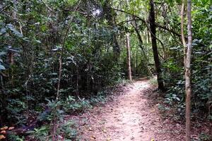 Woud in park van phu wiang nationaal park, khon kaen , Thailand foto