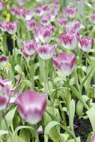 veld- van kleurrijk mooi boeket van tulp bloem in tuin voor ansichtkaart decoratie en landbouw concept ontwerp met selectief focus foto