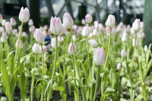 veld- van kleurrijk mooi boeket van tulp bloem in tuin voor ansichtkaart decoratie en landbouw concept ontwerp met selectief focus foto