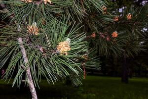 jong schiet en naalden van zwart pijnboom in Latijns pinus nigra in vroeg de lente. foto