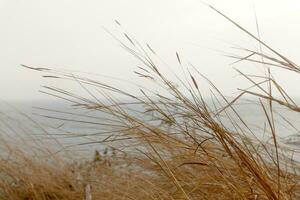 droog gras in zeegezicht van laem phrom de P. foto